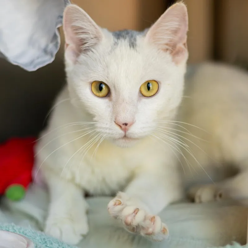 A young medium-sized male White Domestic Short Hair cat named Jigglypuff for adoption in Newark, DE