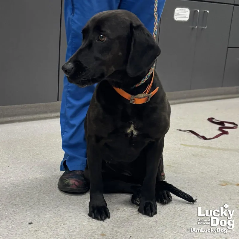 A young medium-sized female Labrador Retriever dog named Penny for adoption in Washington, DC