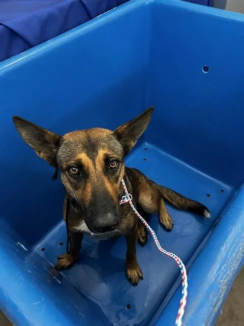 An adult large-sized female Mixed Breed dog named Horchata for adoption in Dallas, TX