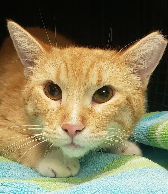 A young small-sized female Domestic Short Hair cat named Nini for adoption in Tucson, AZ