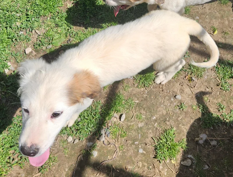 Parker Sweetpea thumbnail 2