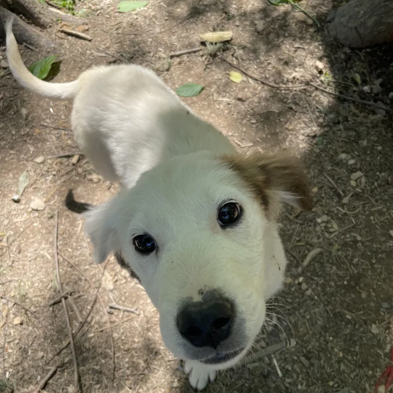 Parker Sweetpea thumbnail 3