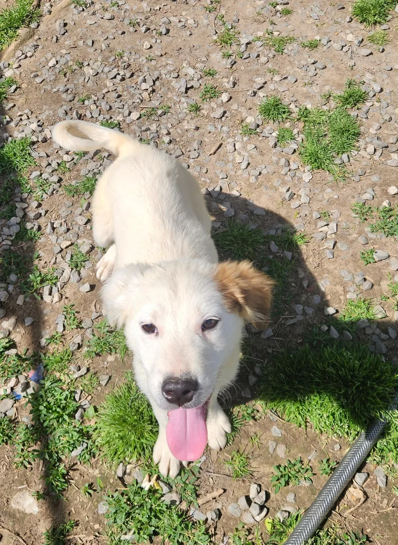 Parker Sweetpea thumbnail 4