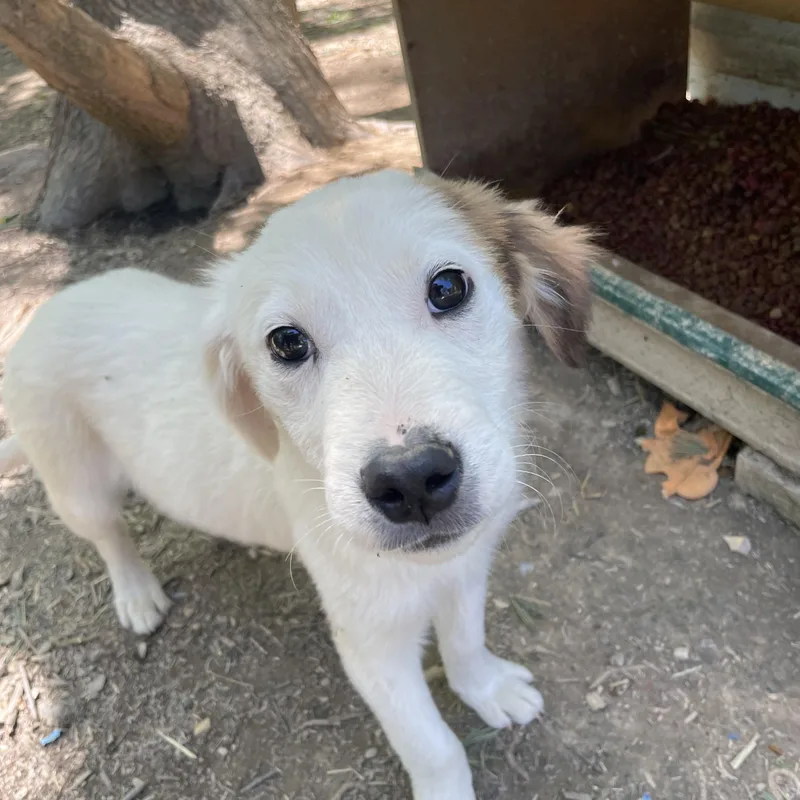 A baby medium-sized male White / Cream Parson Russell Terrier dog named Parker Sweetpea for adoption in Andover, MA