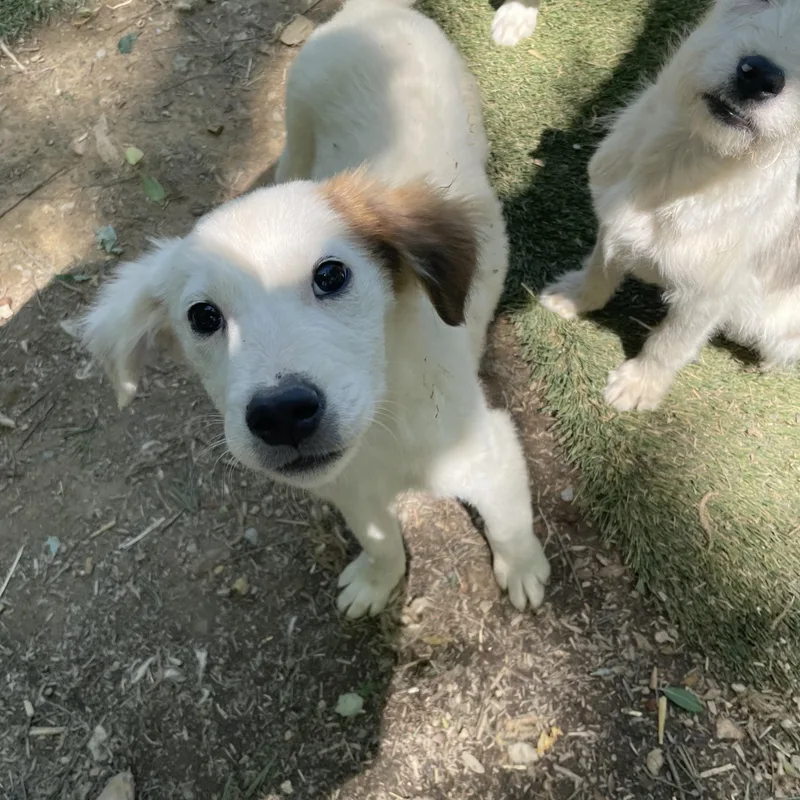 Parker Sweetpea thumbnail 5