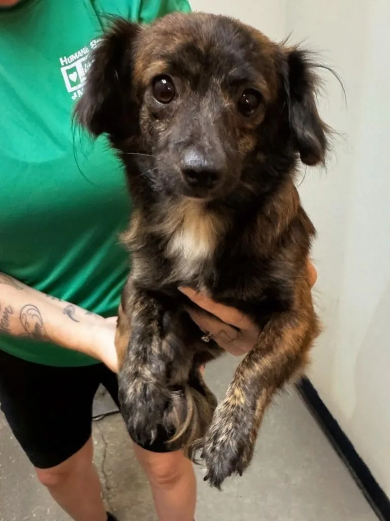 A young small-sized male Mixed Breed dog named Tommy for adoption in Ocala, FL