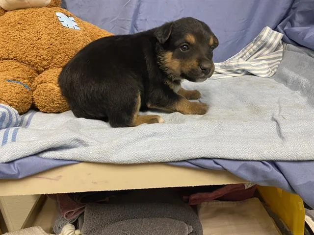 A baby small-sized female Australian Cattle Dog / Blue Heeler dog named Daisey for adoption in Modesto, CA