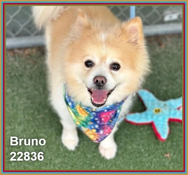 A senior small-sized male Pomeranian dog named Bruno for adoption in Marietta, GA