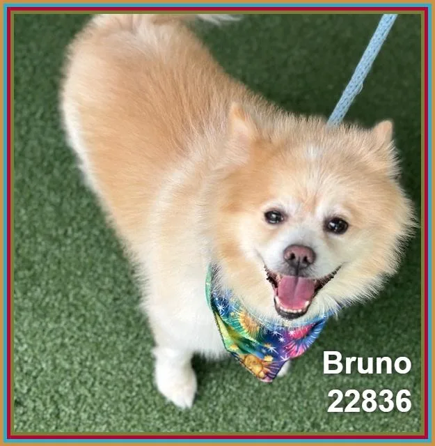 Bruno thumbnail 2