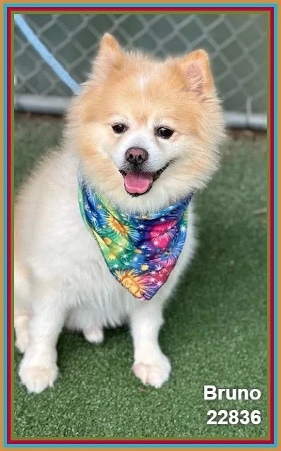 Bruno thumbnail 3
