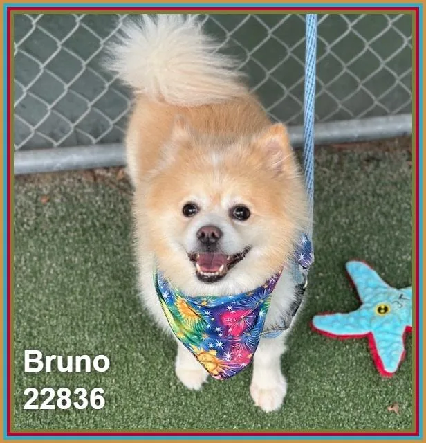 Bruno thumbnail 4