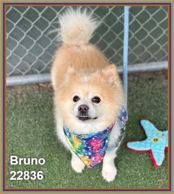 Bruno thumbnail 5