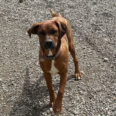 A young large-sized female Red / Chestnut / Orange Boxer dog named Mazie for adoption in Bryson City, NC