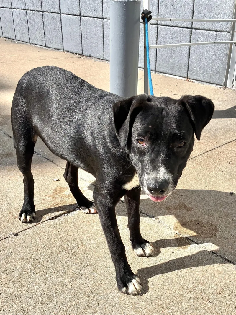 A baby medium-sized male Black Retriever dog named Jereme for adoption in West Chicago, IL