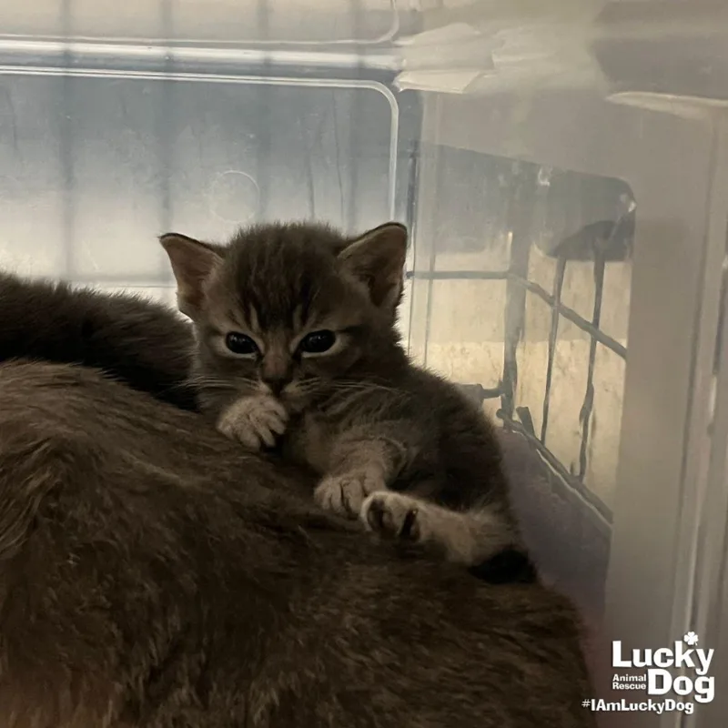 A baby medium-sized female Domestic Short Hair cat named Cuppa Half N Half for adoption in Washington, DC