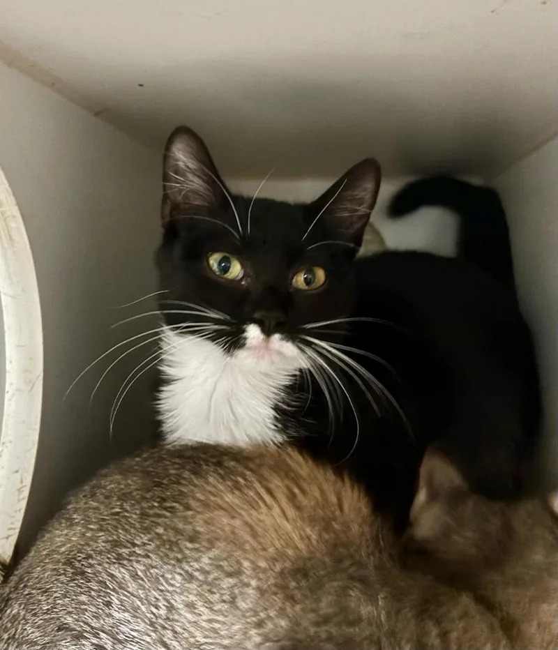 A baby small-sized female Domestic Short Hair cat named Soxx for adoption in Thompson Falls, MT