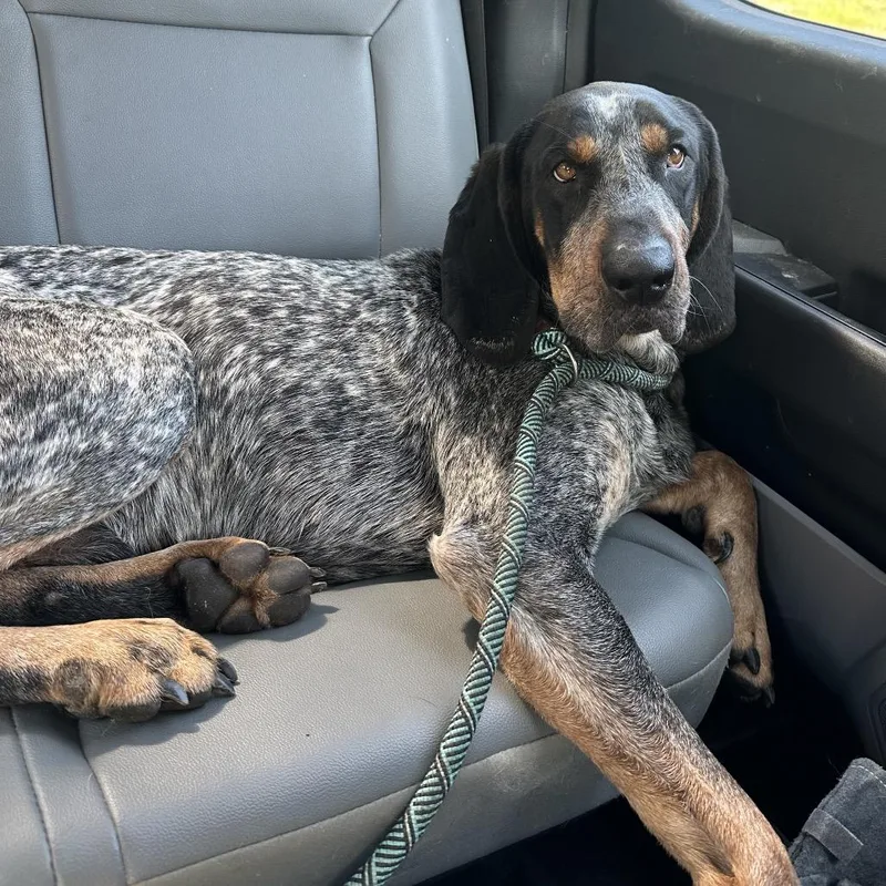 An adult large-sized male Black Coonhound dog named Oliver for adoption in Parrish, AL