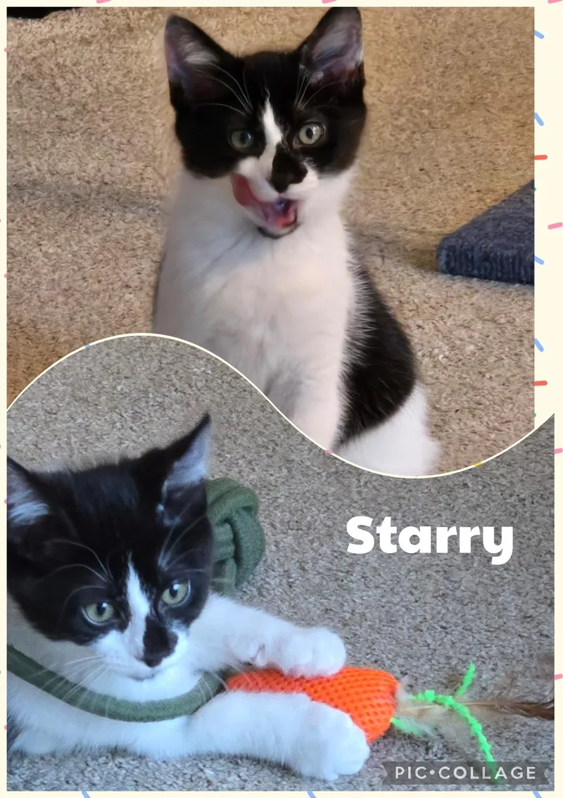 A baby medium-sized female Black & White / Tuxedo Domestic Short Hair cat named Starry for adoption in Newberg, OR