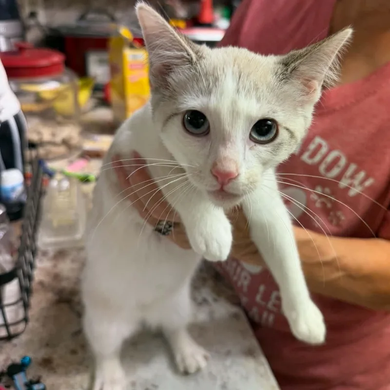 A baby medium-sized female Lilac Point Domestic Short Hair cat named Dolly Bee for adoption in Oklahoma City, OK
