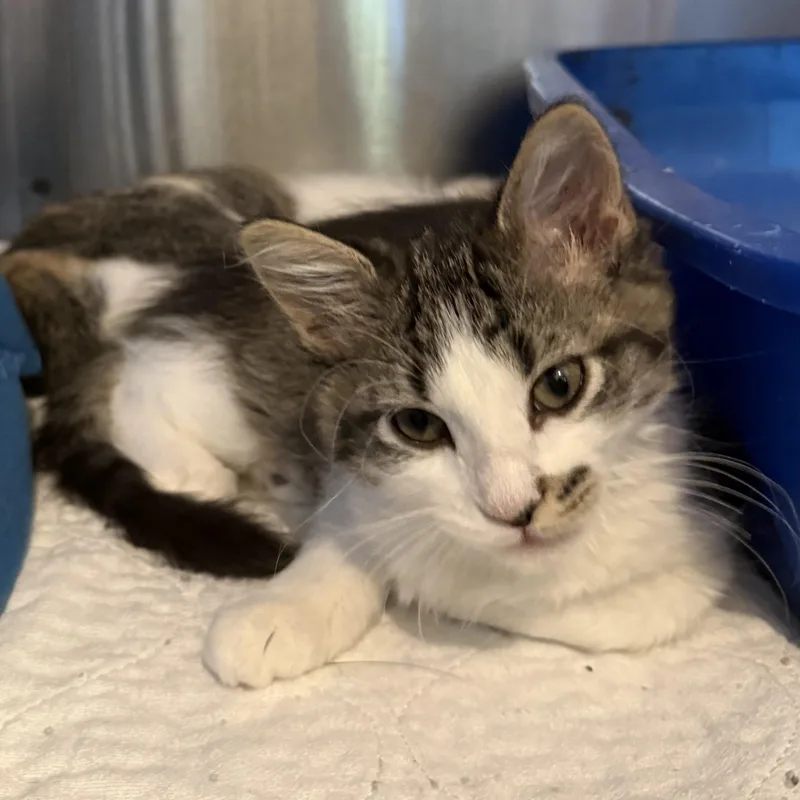 A baby medium-sized female Tabby (Gray / Blue / Silver) Domestic Medium Hair cat named Meowscato for adoption in La Crescent, MN