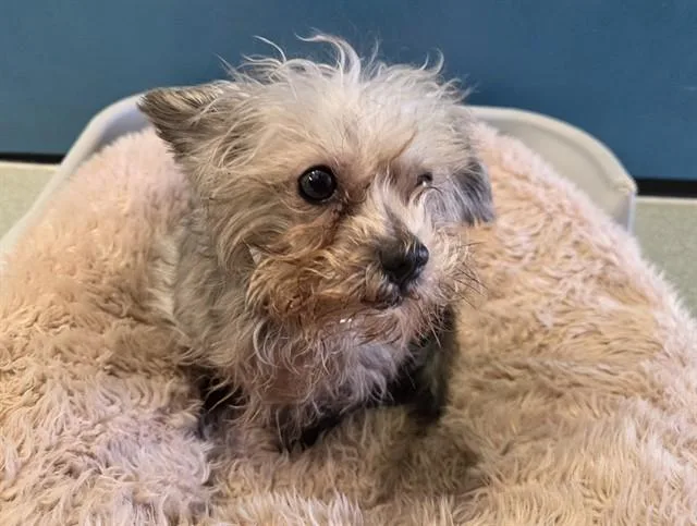 An adult small-sized male Gray / Blue / Silver Yorkshire Terrier dog named Teddy for adoption in San Clemente, CA