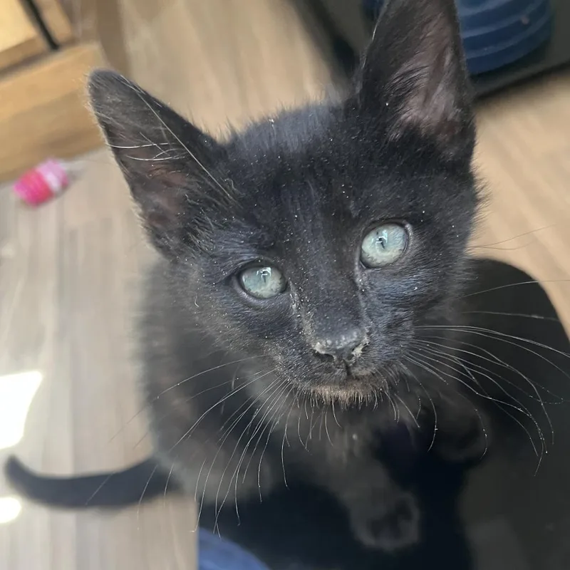 A baby small-sized male Black Domestic Short Hair cat named Pino for adoption in Pleasanton, CA