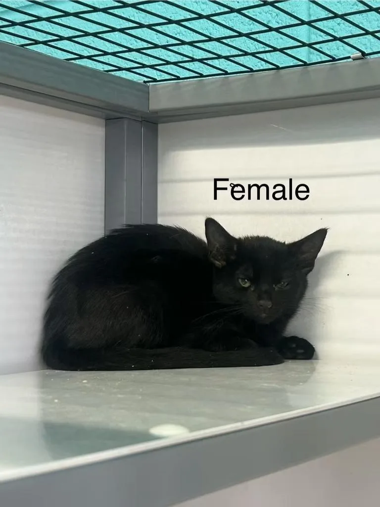 A baby medium-sized female Domestic Short Hair cat named Trixie for adoption in Holbrook, AZ