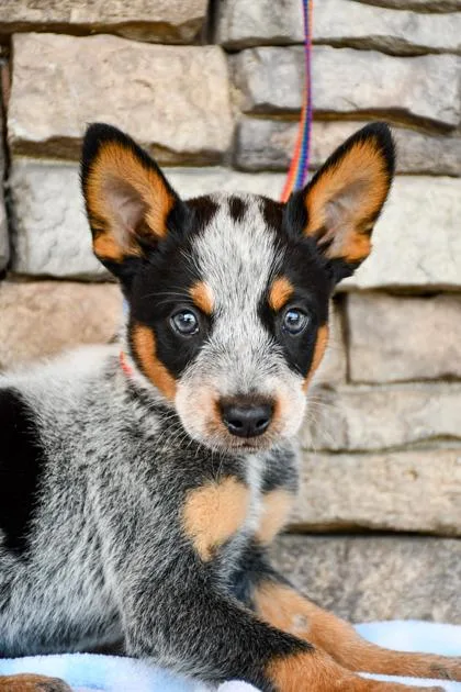 An adult medium-sized male Cattle Dog dog named Bluey for adoption in Yakima, WA