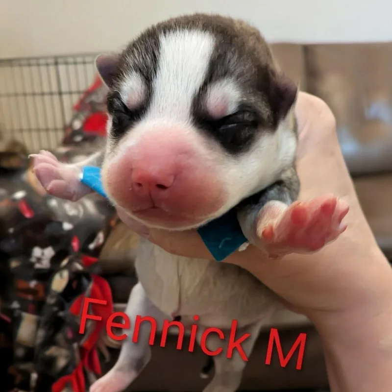 Fennick D