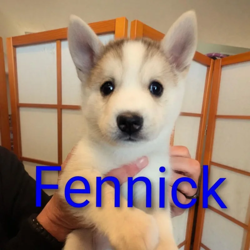Fennick D thumbnail 3