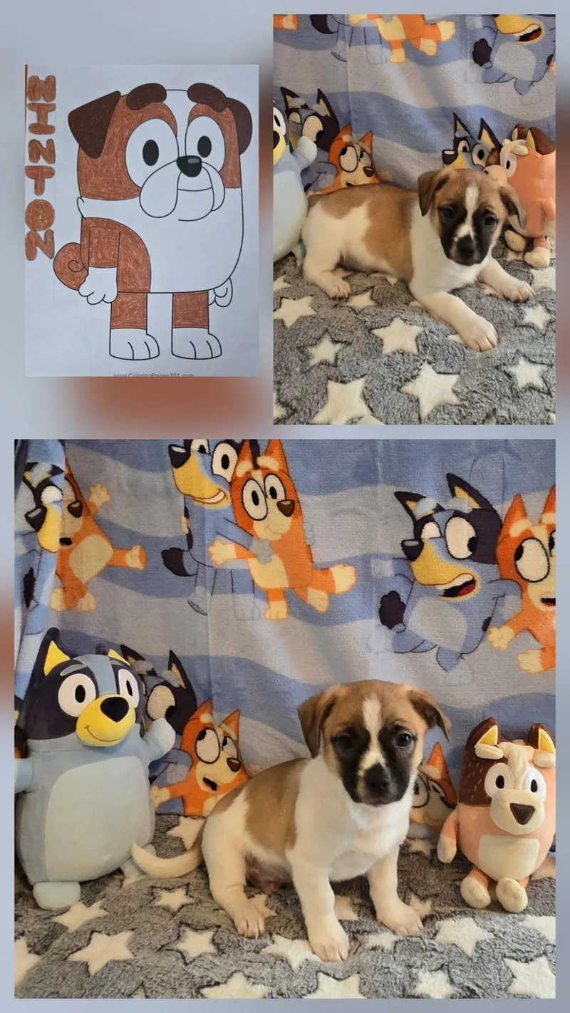 A baby small-sized male Tricolor (Brown, Black, & White) Terrier dog named Winton for adoption in Oakdale, CA