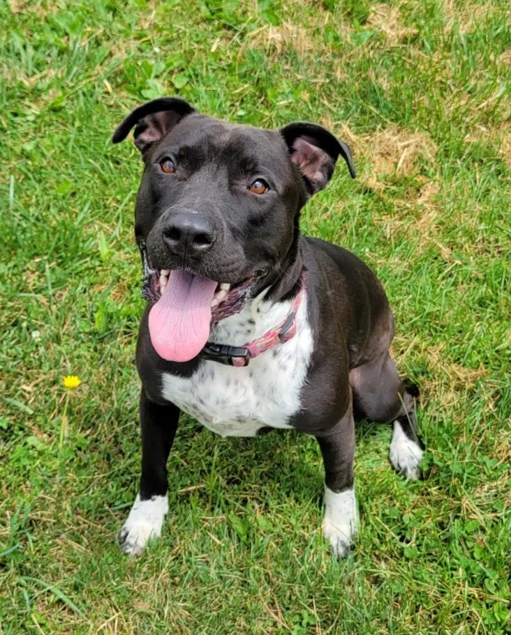 An adult large-sized female Black American Staffordshire Terrier dog named Zara for adoption in Lisbon, OH