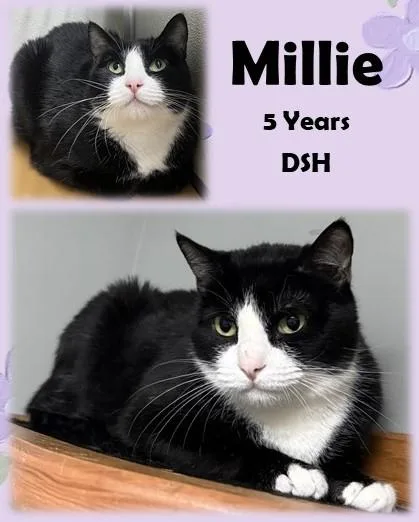 An adult medium-sized female Black Domestic Short Hair cat named Millie for adoption in Franklin, IN