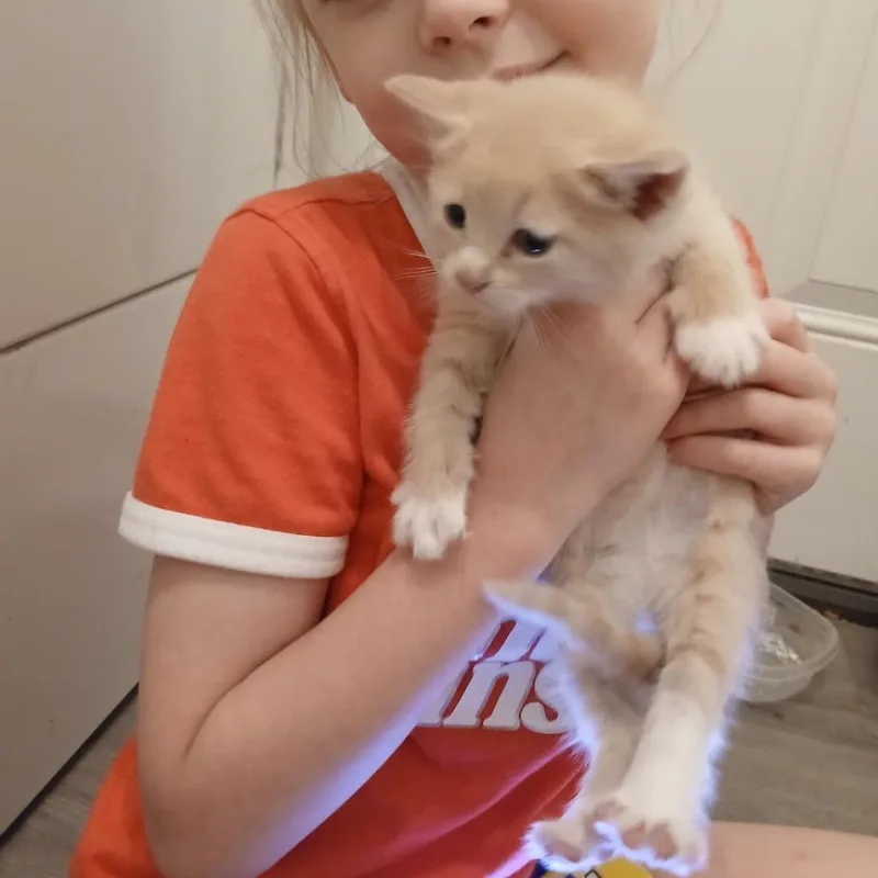 A baby small-sized male Orange / Red Domestic Medium Hair cat named Petey for adoption in Wadena, MN