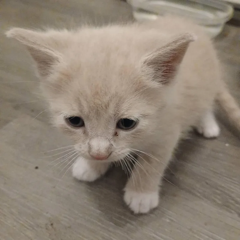Petey thumbnail 2