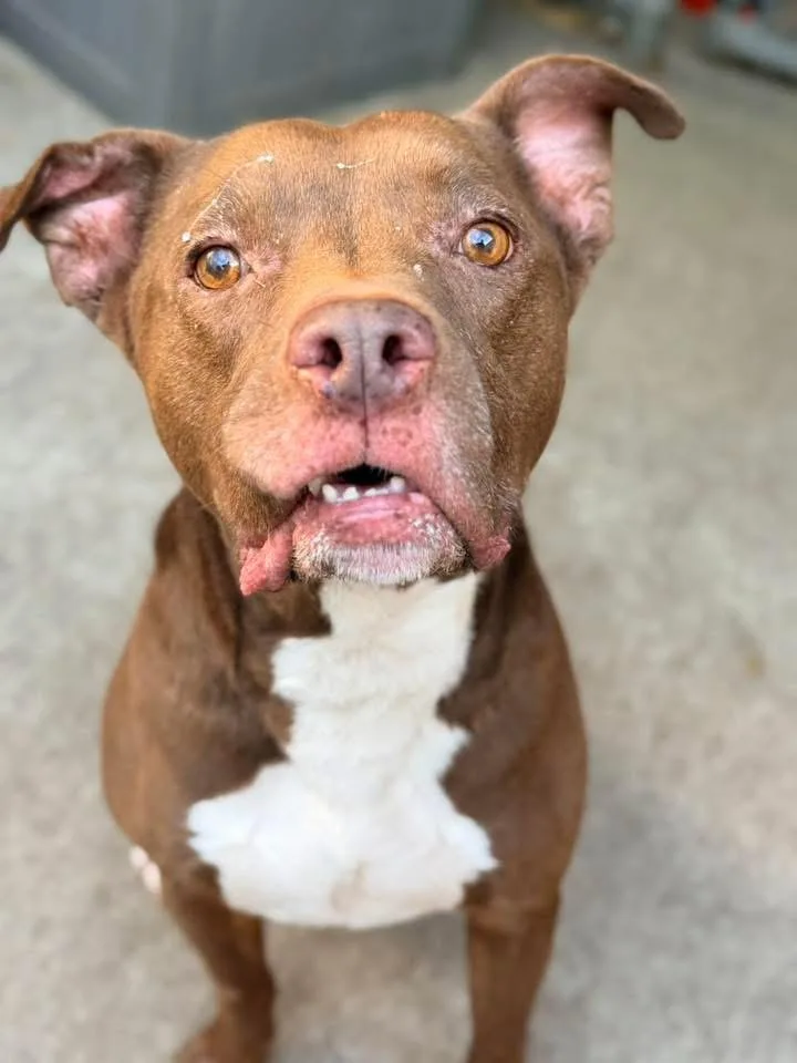 An adult medium-sized male Brown / Chocolate Pit Bull Terrier dog named Cornell for adoption in Chicago, IL