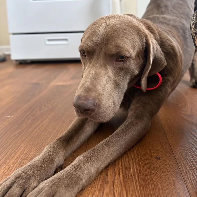 An adult large-sized male Labrador Retriever dog named Taysum for adoption in New Orleans, LA