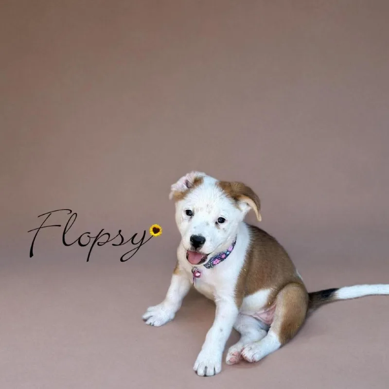 A baby small-sized female Brown / Chocolate Mixed Breed dog named Flopsy for adoption in Phoenix, AZ