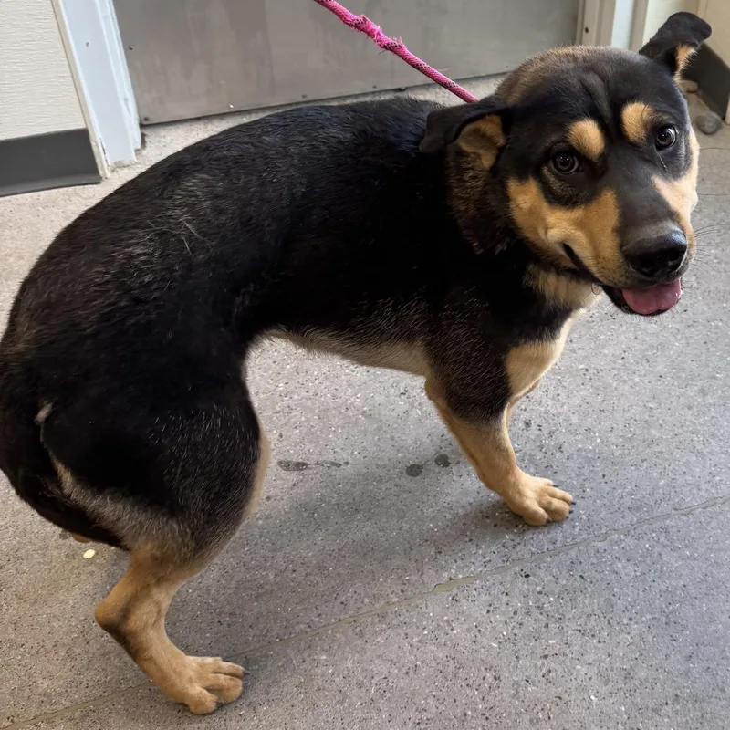 An adult medium-sized male Mixed Breed dog named Thor for adoption in Las Cruces, NM
