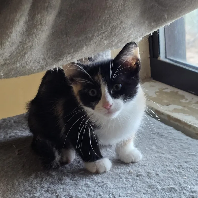 A baby small-sized female Black Domestic Short Hair cat named Truffle for adoption in Midland, TX