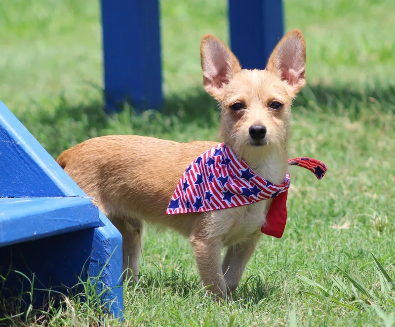 A young small-sized male Apricot / Beige Terrier dog named Radar for adoption in Temple, TX