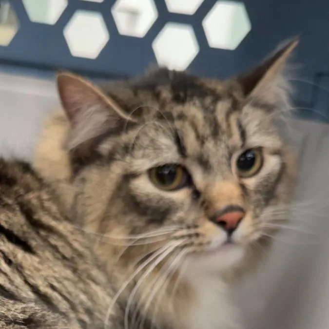 An adult large-sized female Brown / Chocolate Domestic Long Hair cat named Ava for adoption in Lakewood, CO