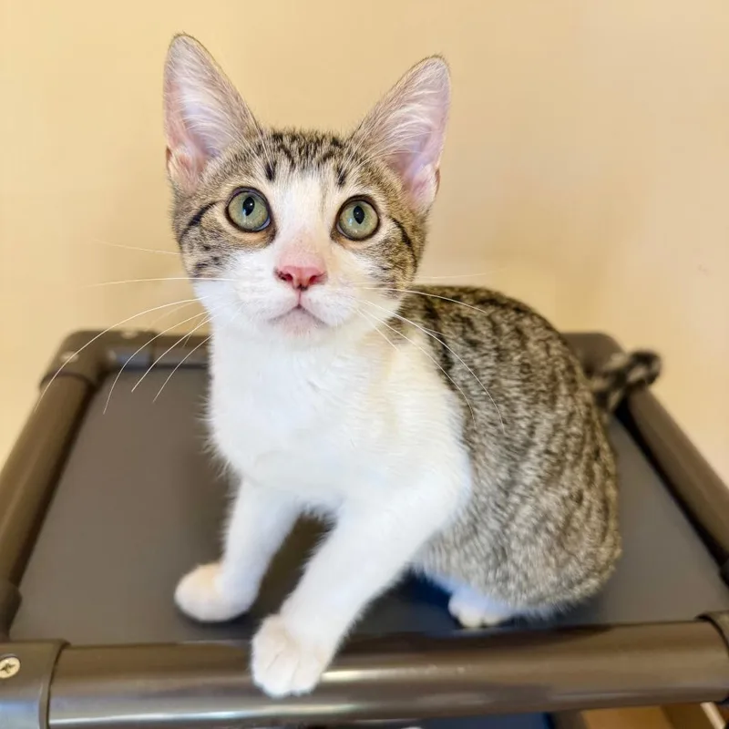 A baby small-sized male Brown / Chocolate Domestic Short Hair cat named Dandelion for adoption in Agoura Hills, CA