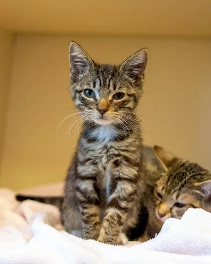 A baby small-sized male Domestic Short Hair cat named Impala for adoption in Chamblee, GA