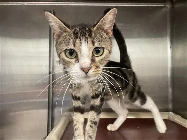 A young small-sized female Domestic Short Hair cat named Lunch Break for adoption in Tavares, FL