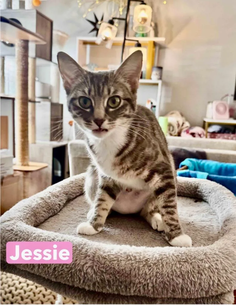 A baby medium-sized female Domestic Short Hair cat named Jessie for adoption in Hoover , AL