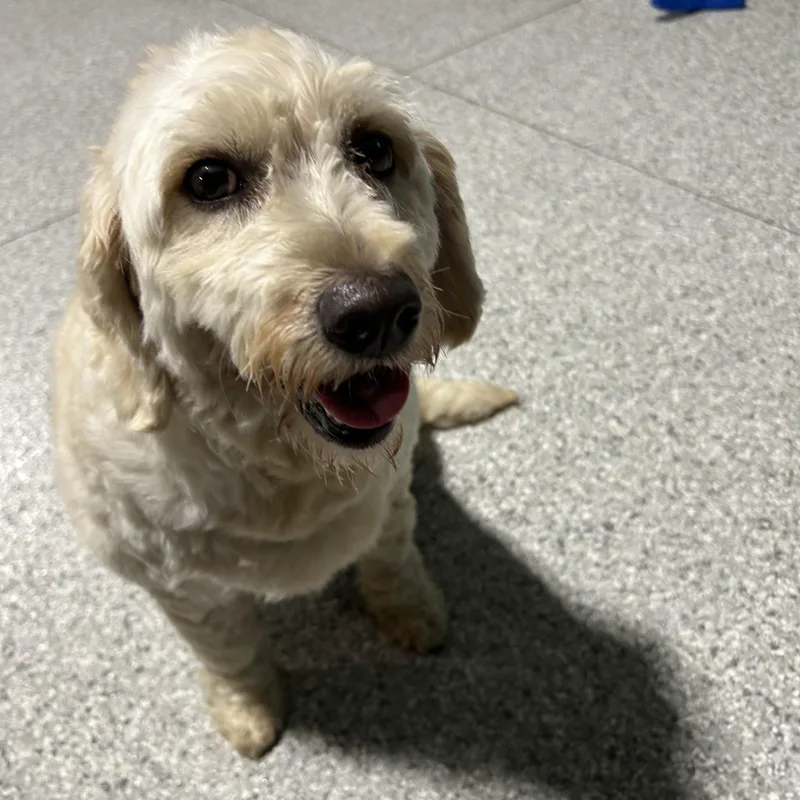 Calm Chill Rosie  thumbnail 2