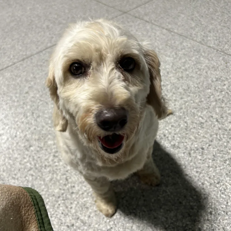 Calm Chill Rosie  thumbnail 3