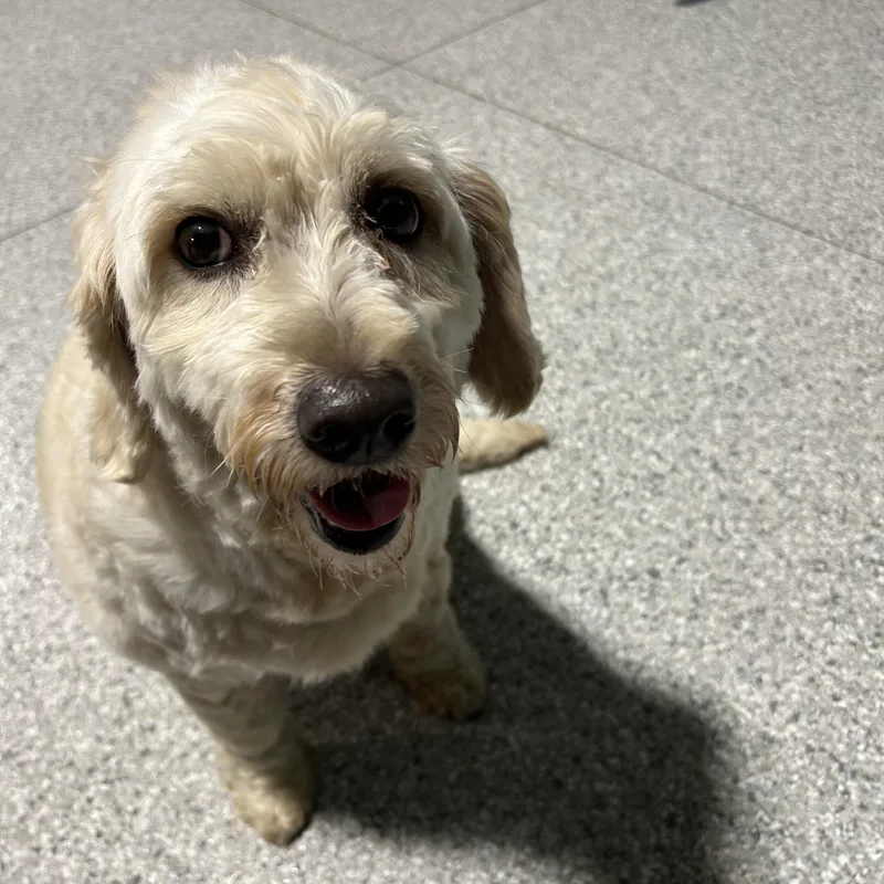 An adult medium-sized female Yellow / Tan / Blond / Fawn Goldendoodle dog named Calm Chill Rosie  for adoption in Antwerp, OH