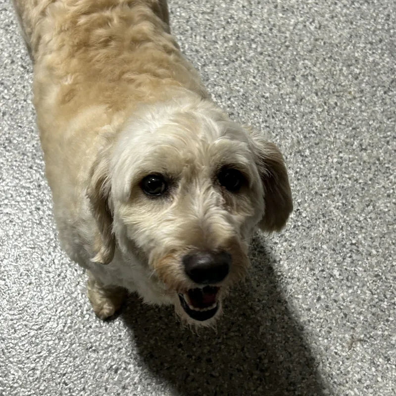 Calm Chill Rosie  thumbnail 4